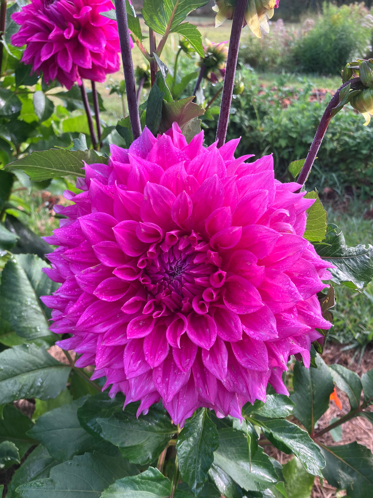 Elma Elizabeth dahlia tuber