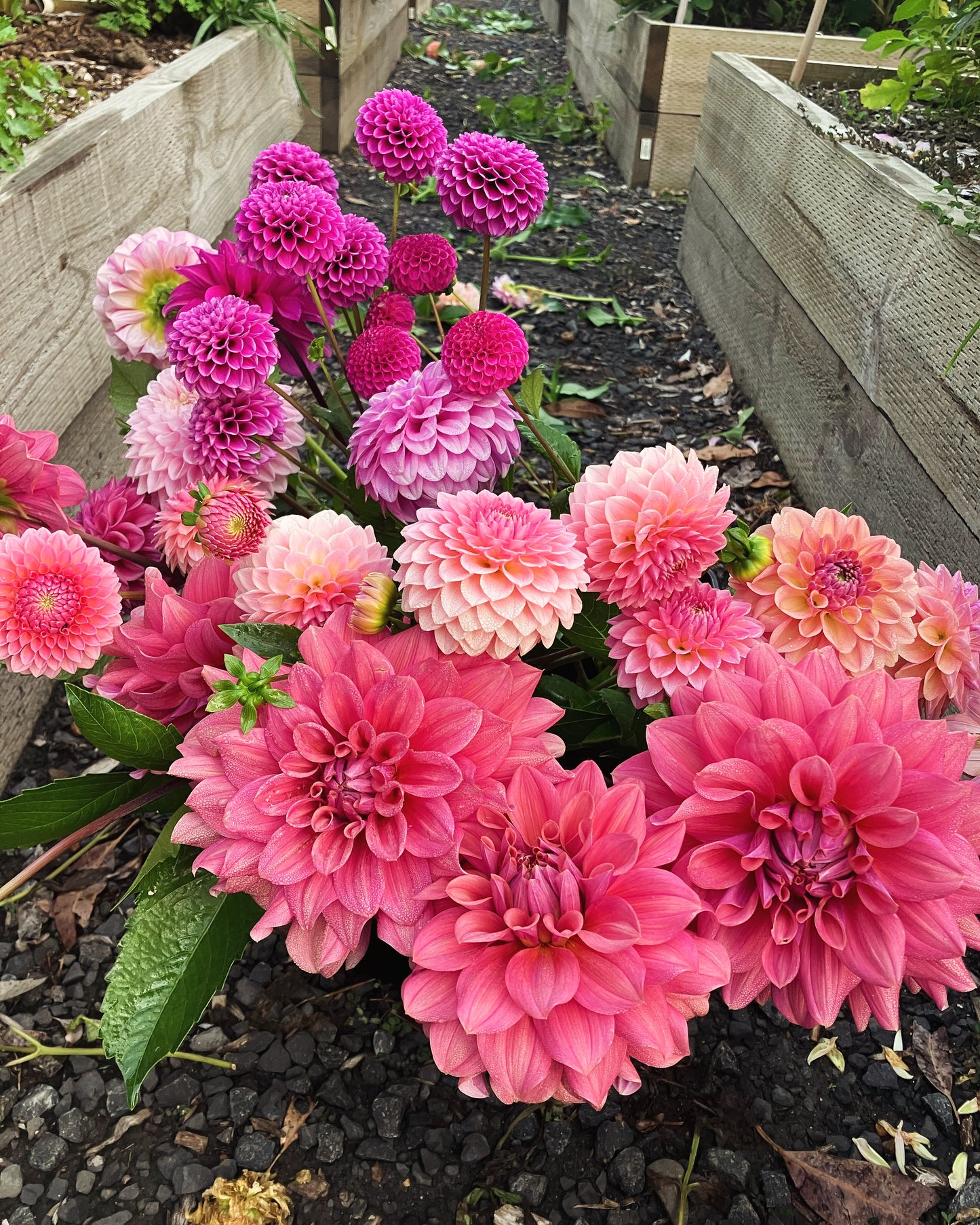 DIY Dahlias by the Bucket