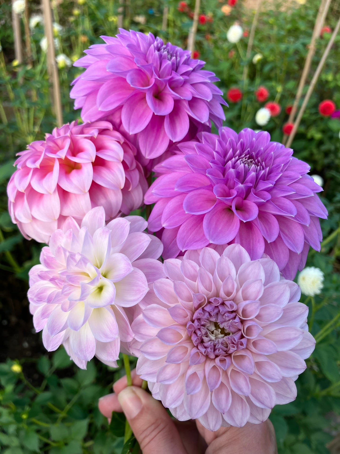 DIY Dahlias by the Bucket