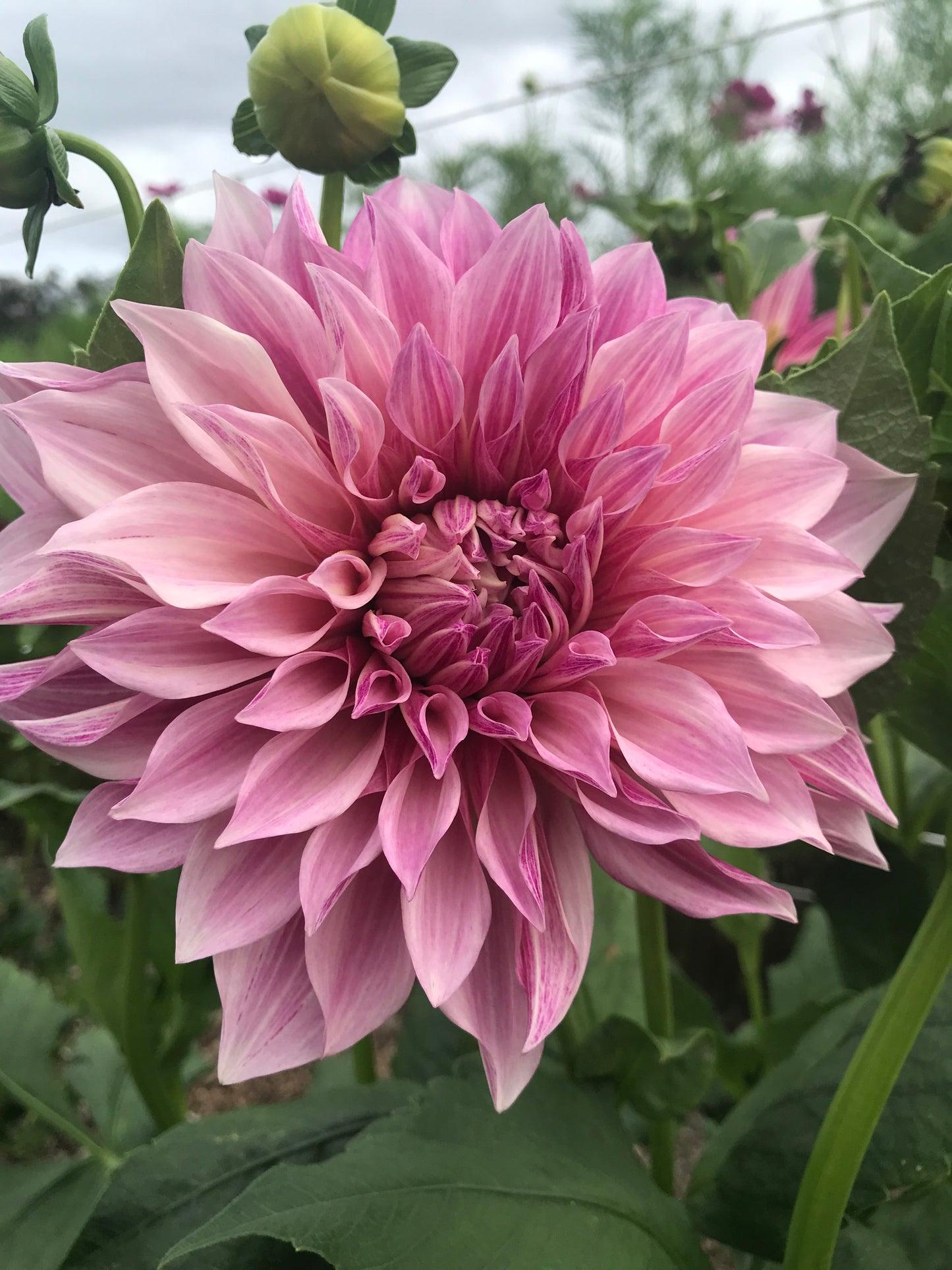 DIY Dahlias by the Bucket
