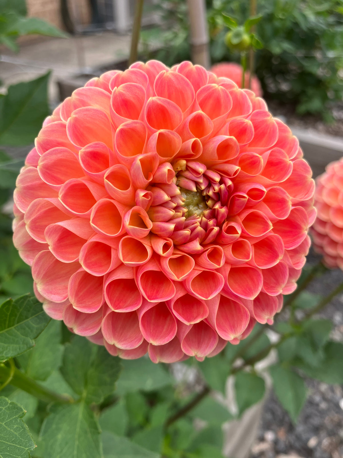 Crichton Honey dahlia tuber