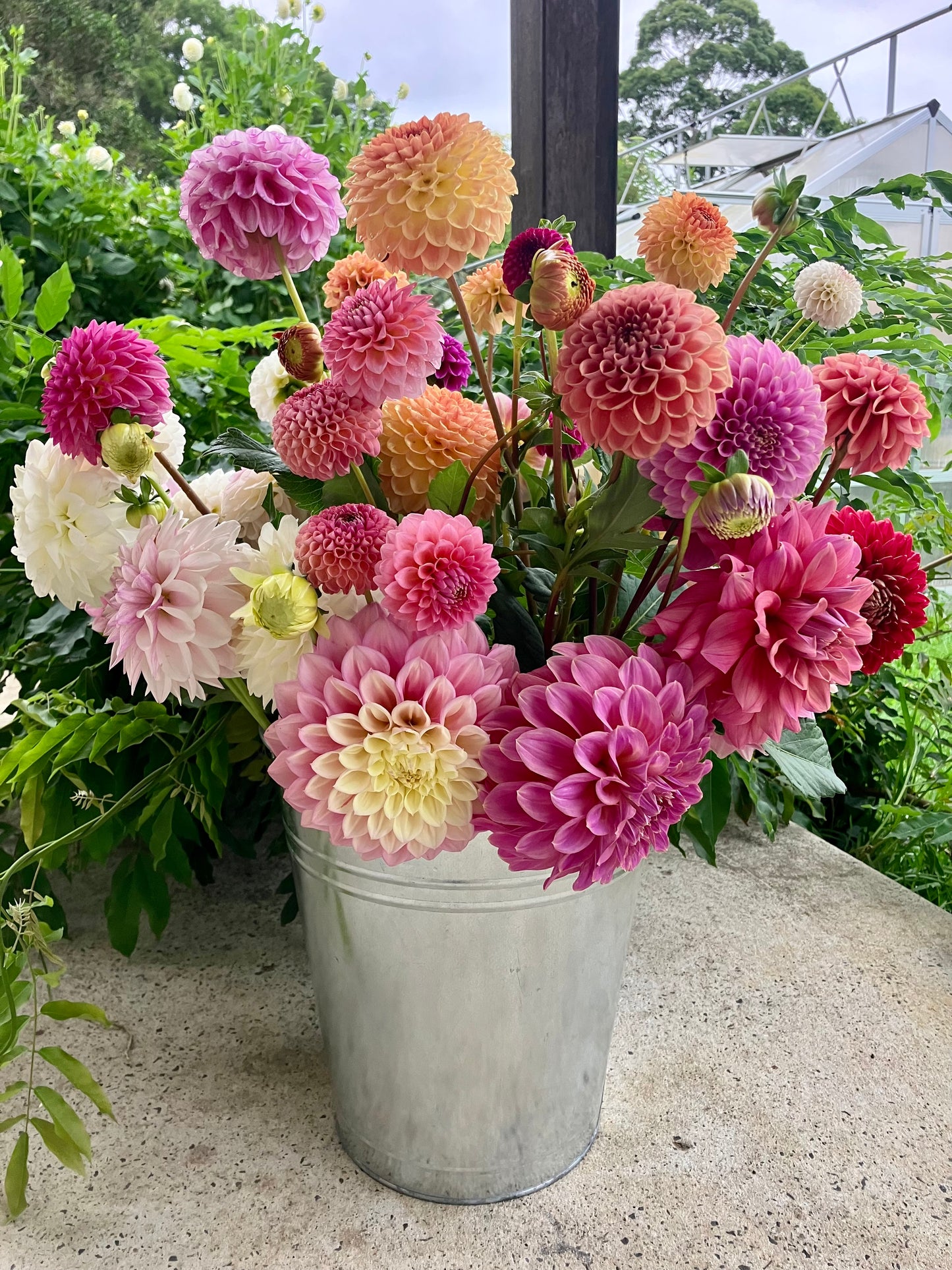 DIY Dahlias by the Bucket