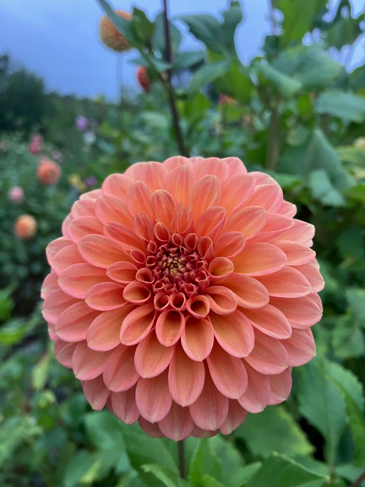 Glenmarc Renegade dahlia tuber – Tall Orange Decorative Dahlia for Cutting