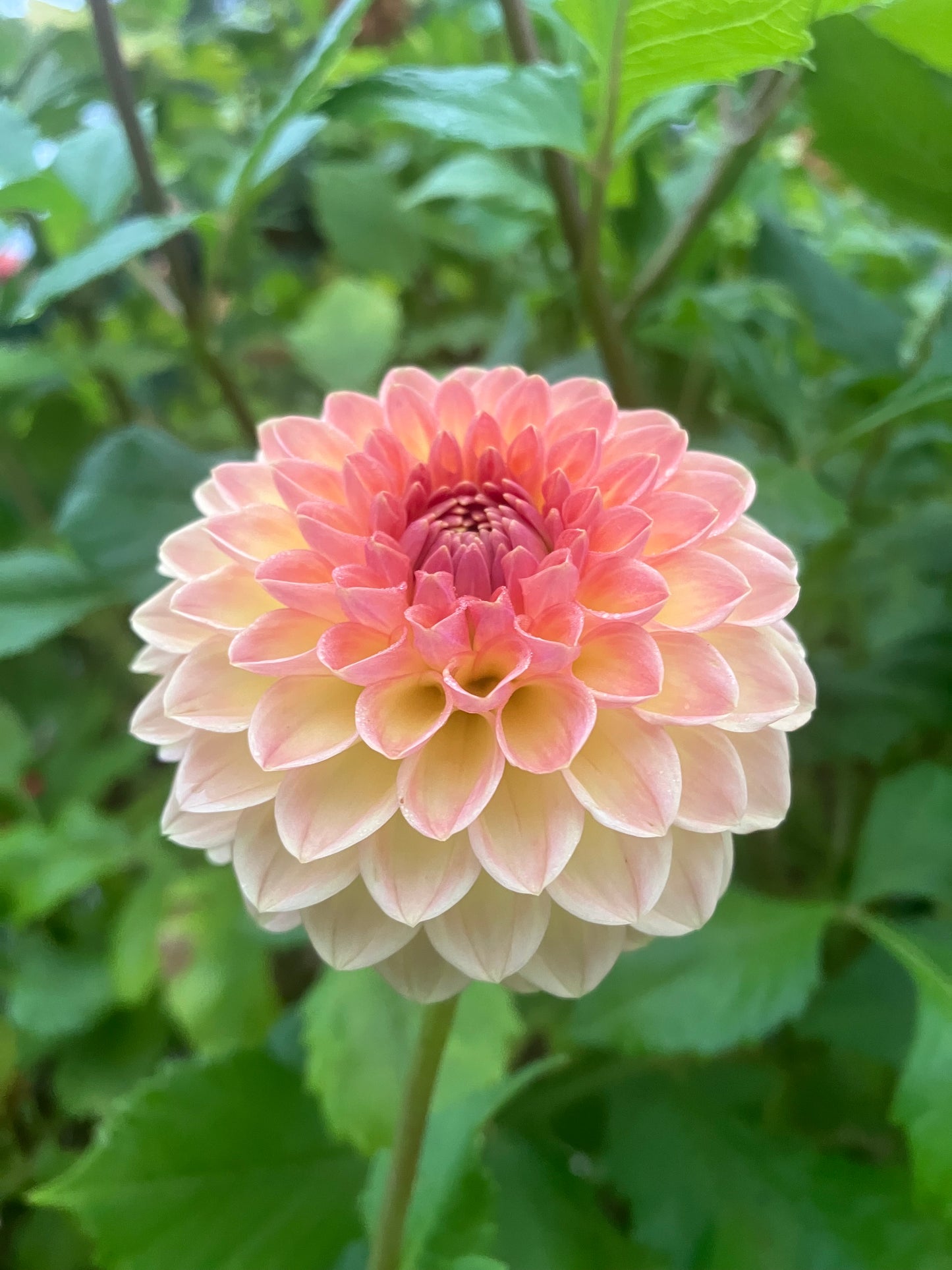 Blyton Softer Gleam dahlia tuber – Ball Dahlia in Apricot Gold for Cutting Gardens
