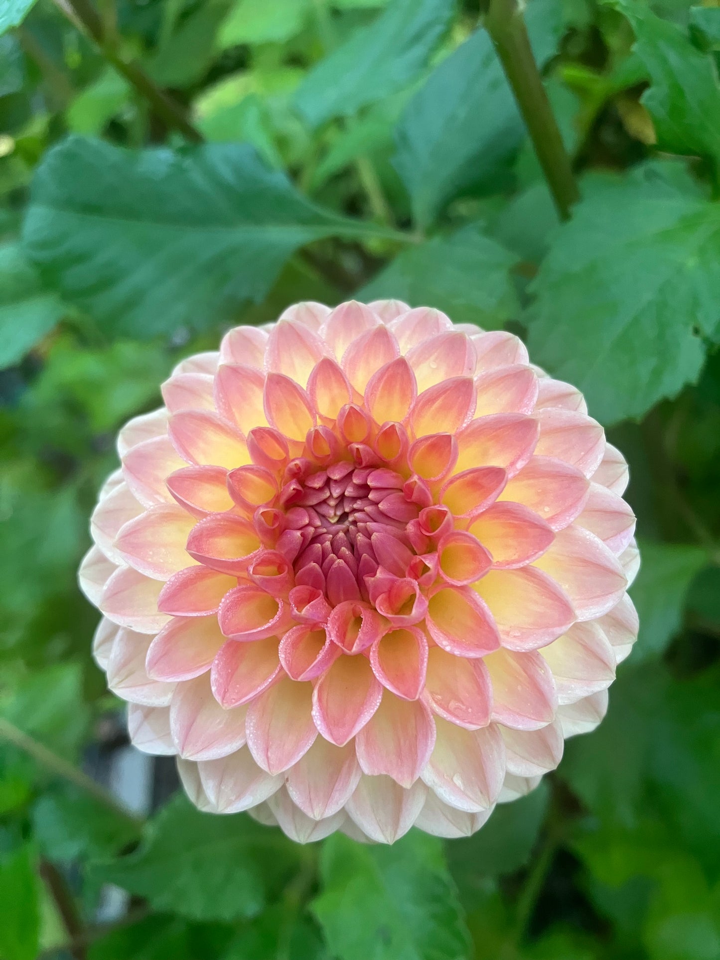 Blyton Softer Gleam dahlia tuber – Ball Dahlia in Apricot Gold for Cutting Gardens