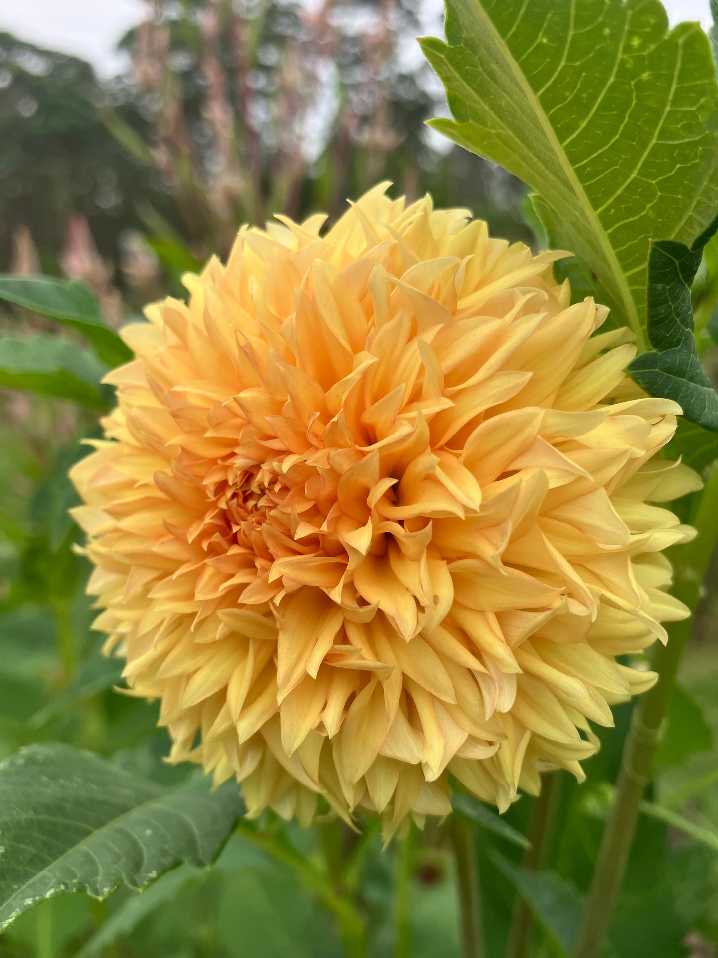 Florelie Dandelion dahlia tuber