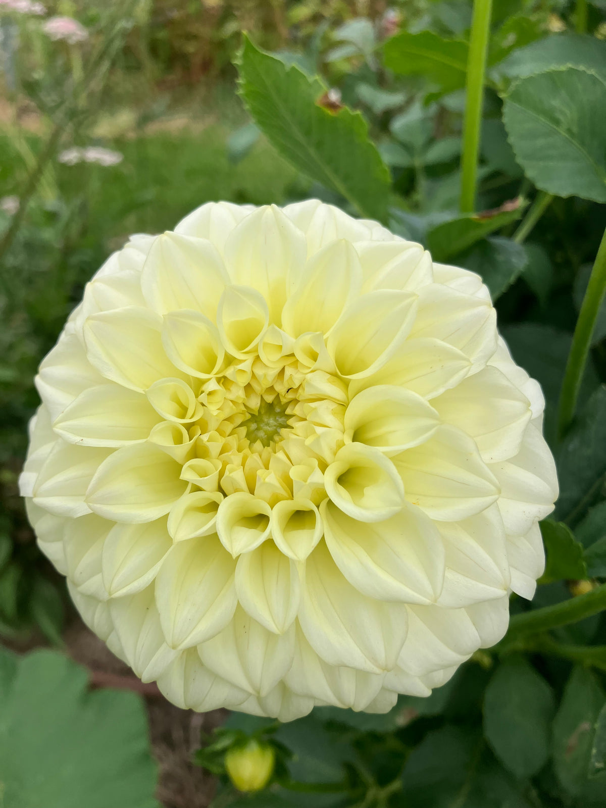 Coorabell Texas dahlia tuber