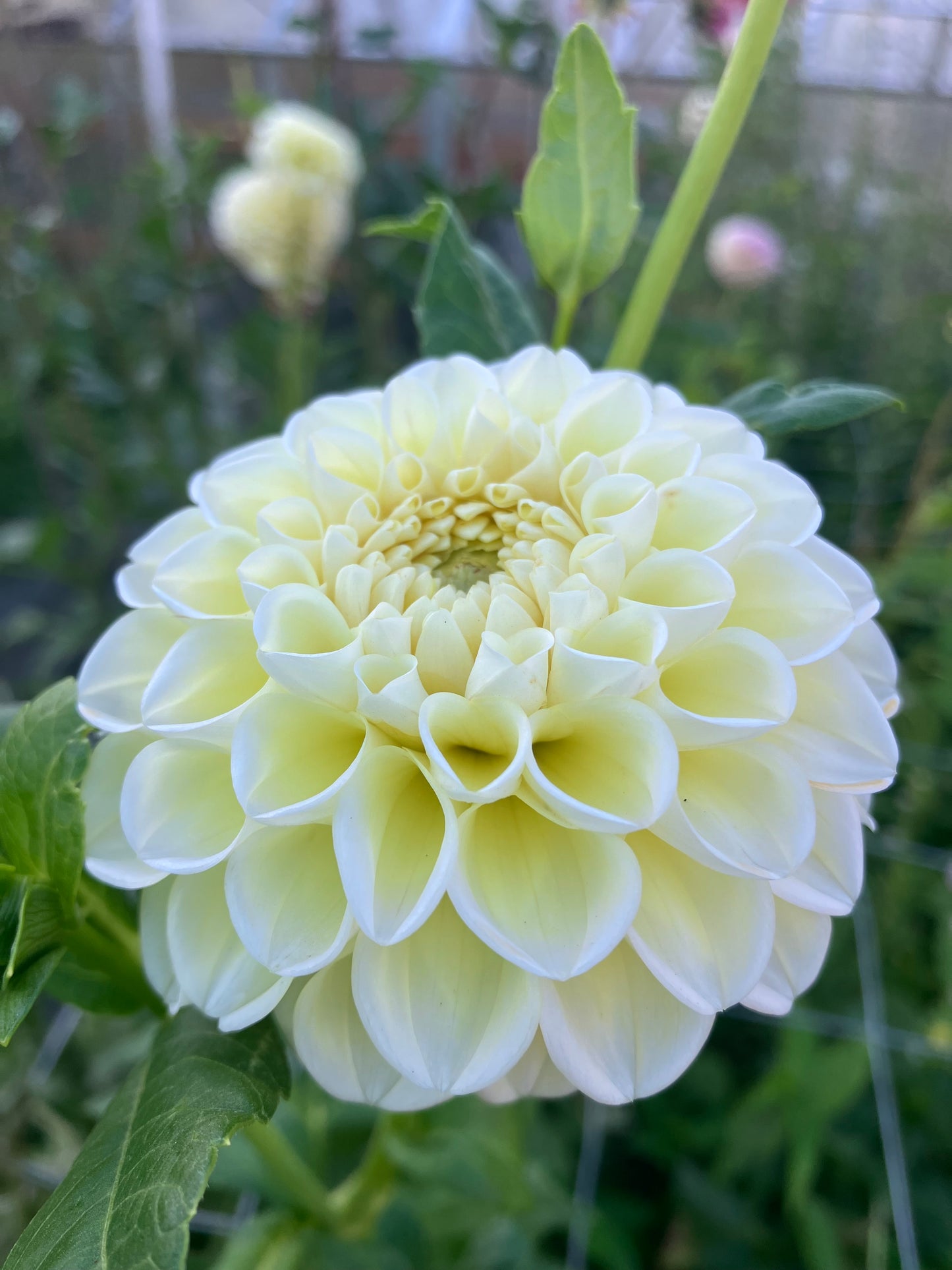 Gosia Pastello dahlia tuber