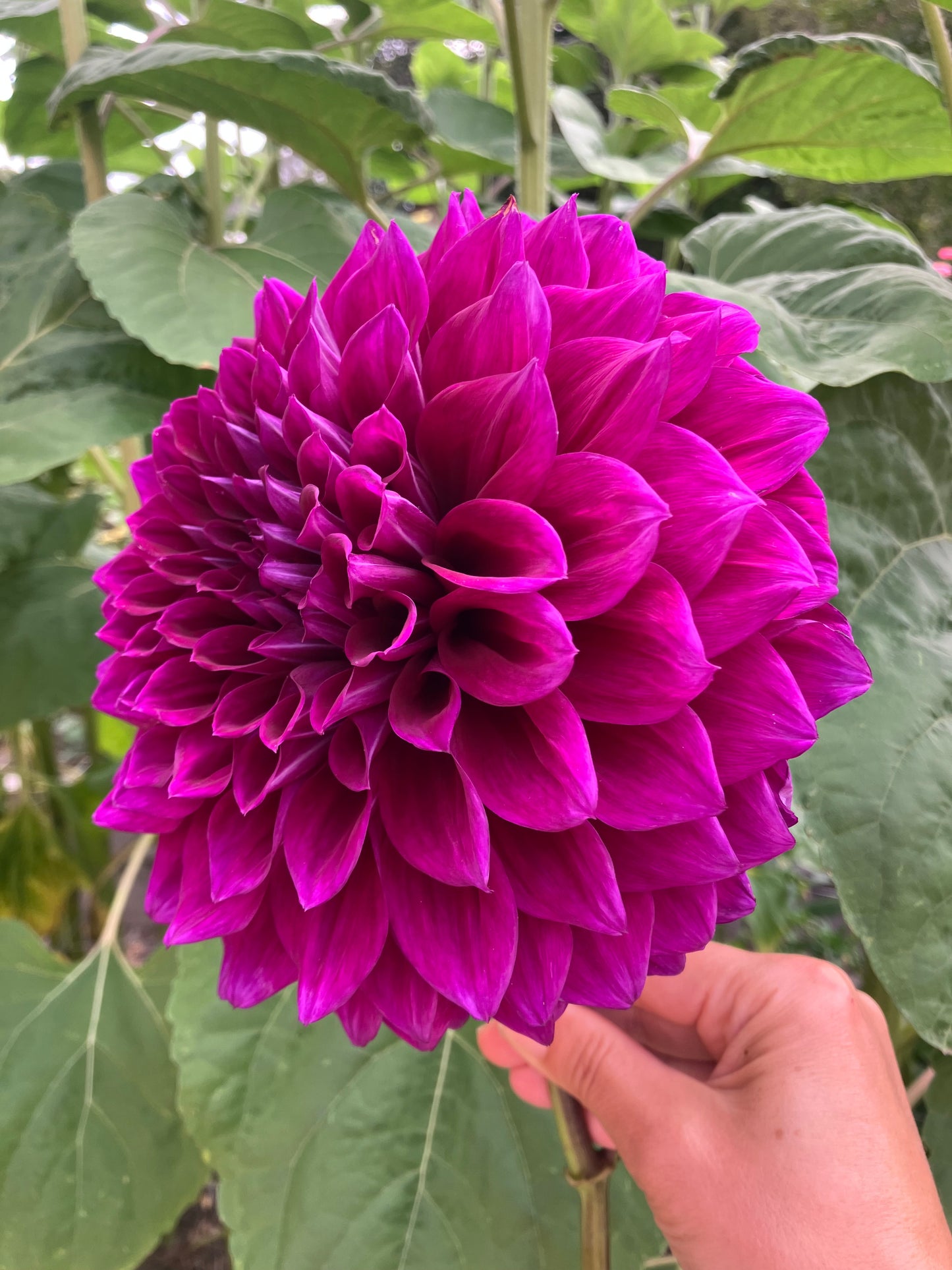 Coorabell Lonny dahlia tuber