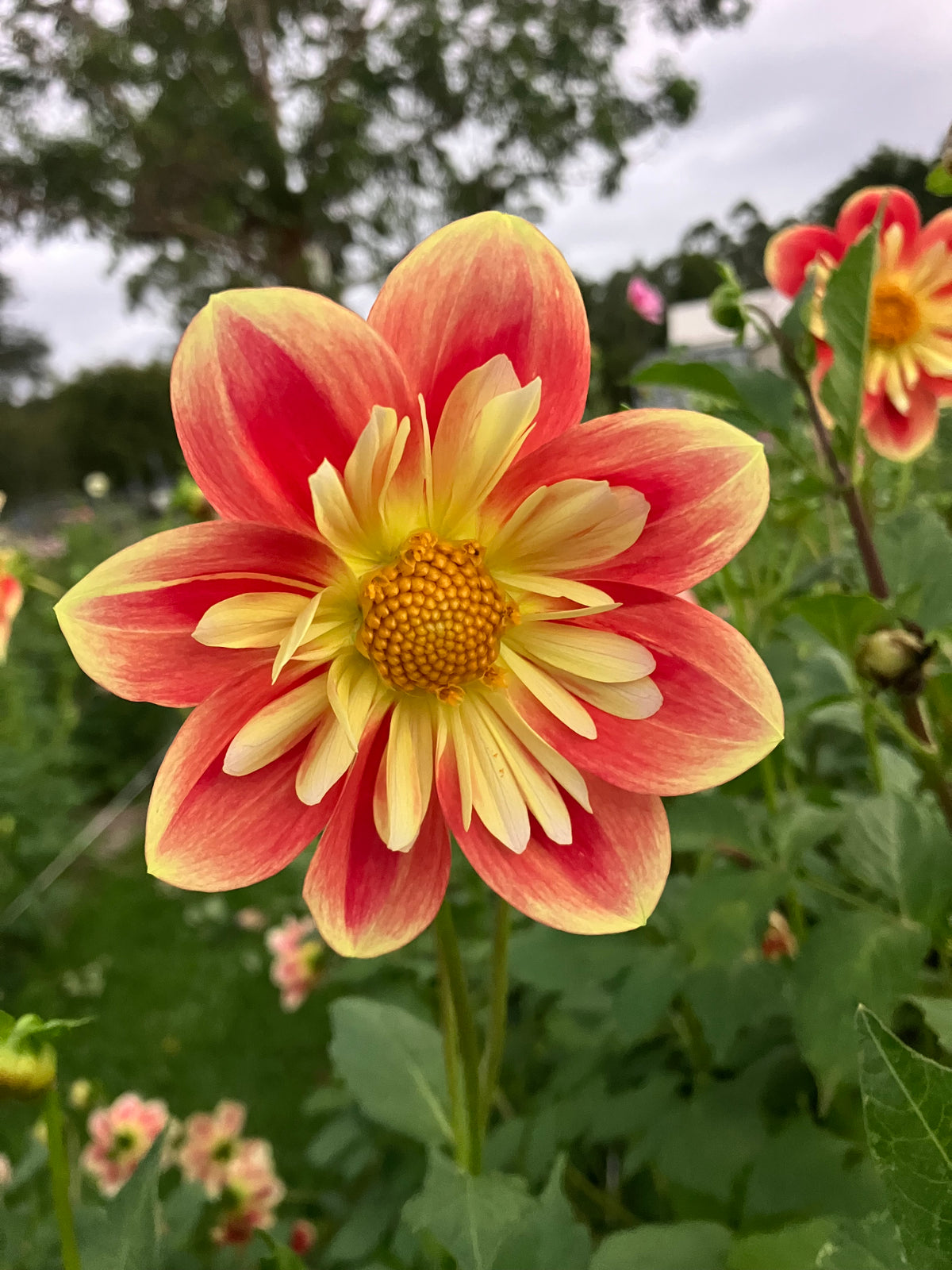 Formby Sunrise dahlia tuber