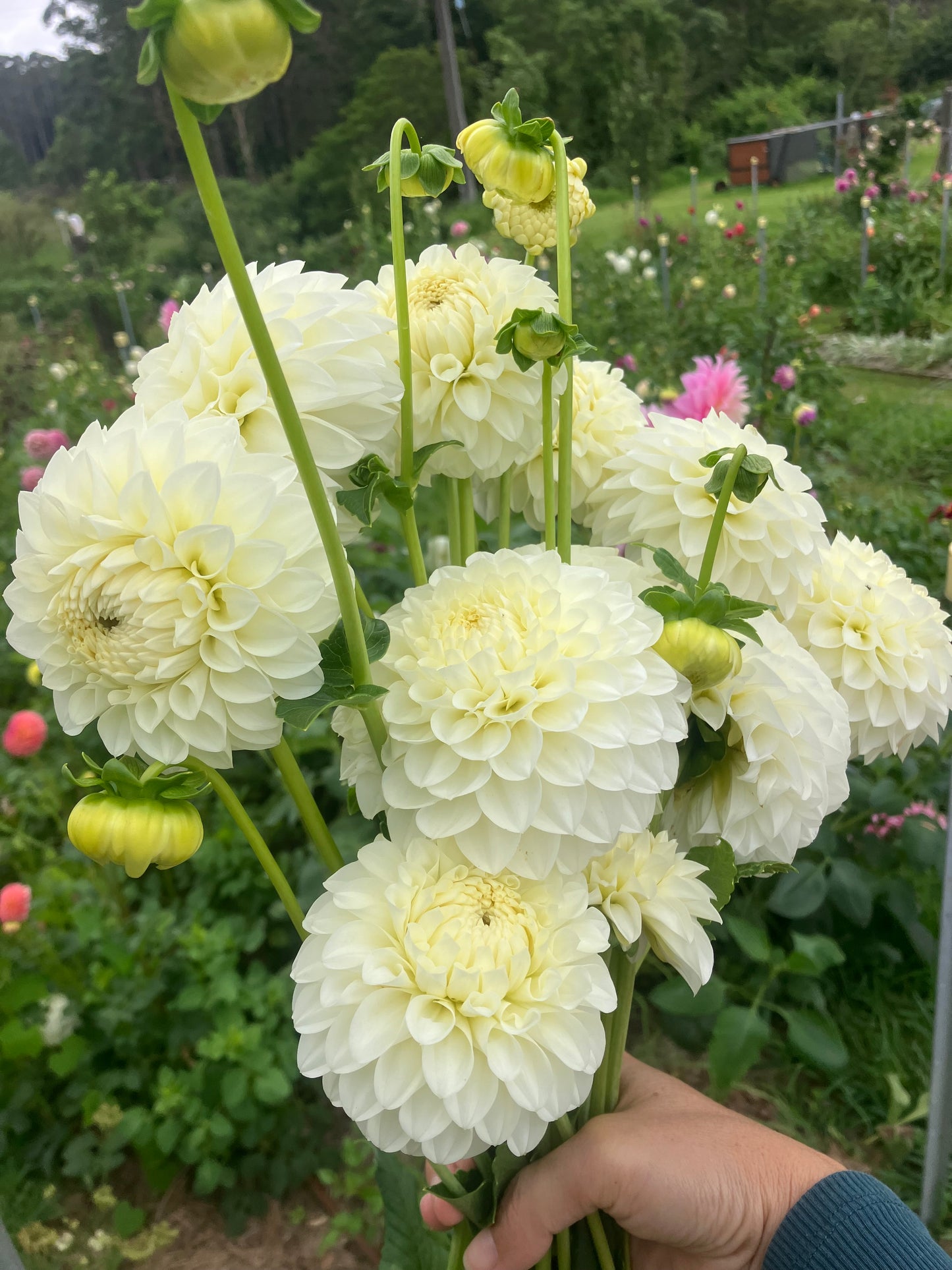 Boundary Snowflake dahlia tuber