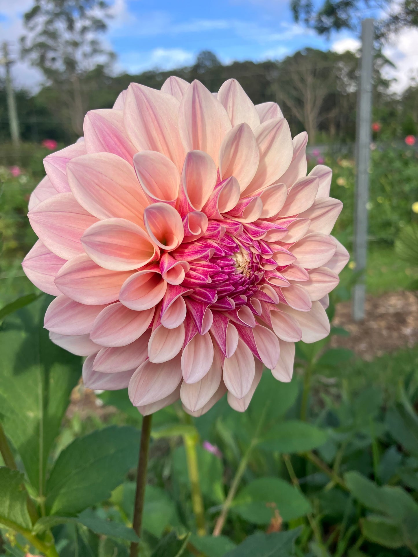 Florelie Antique dahlia tuber - Cream Blush Wedding Cut Flower Favourite