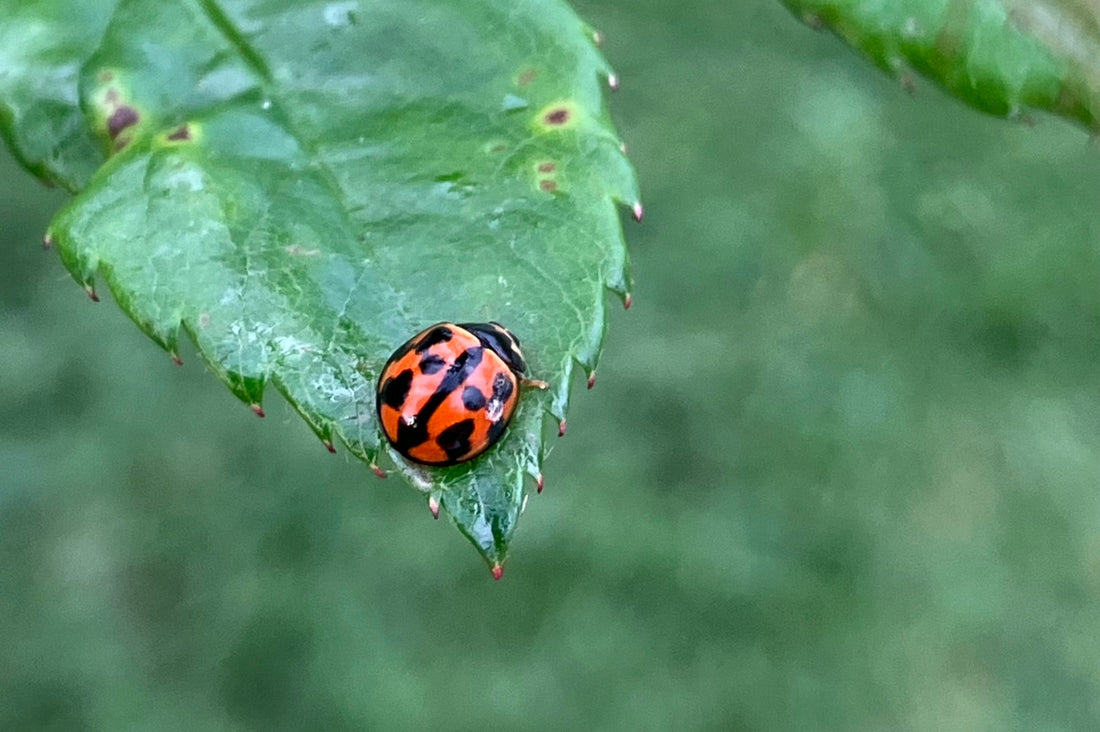 My Top 3 Dahlia Pests and Diseases (From a Humid Coastal Flower Farm)