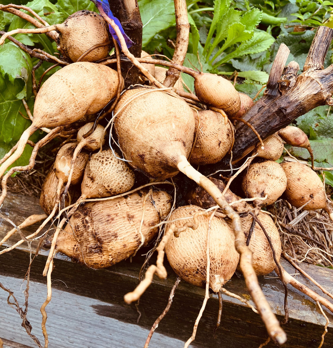 How to Dig, Divide & Store Dahlia Tubers | Australian Guide