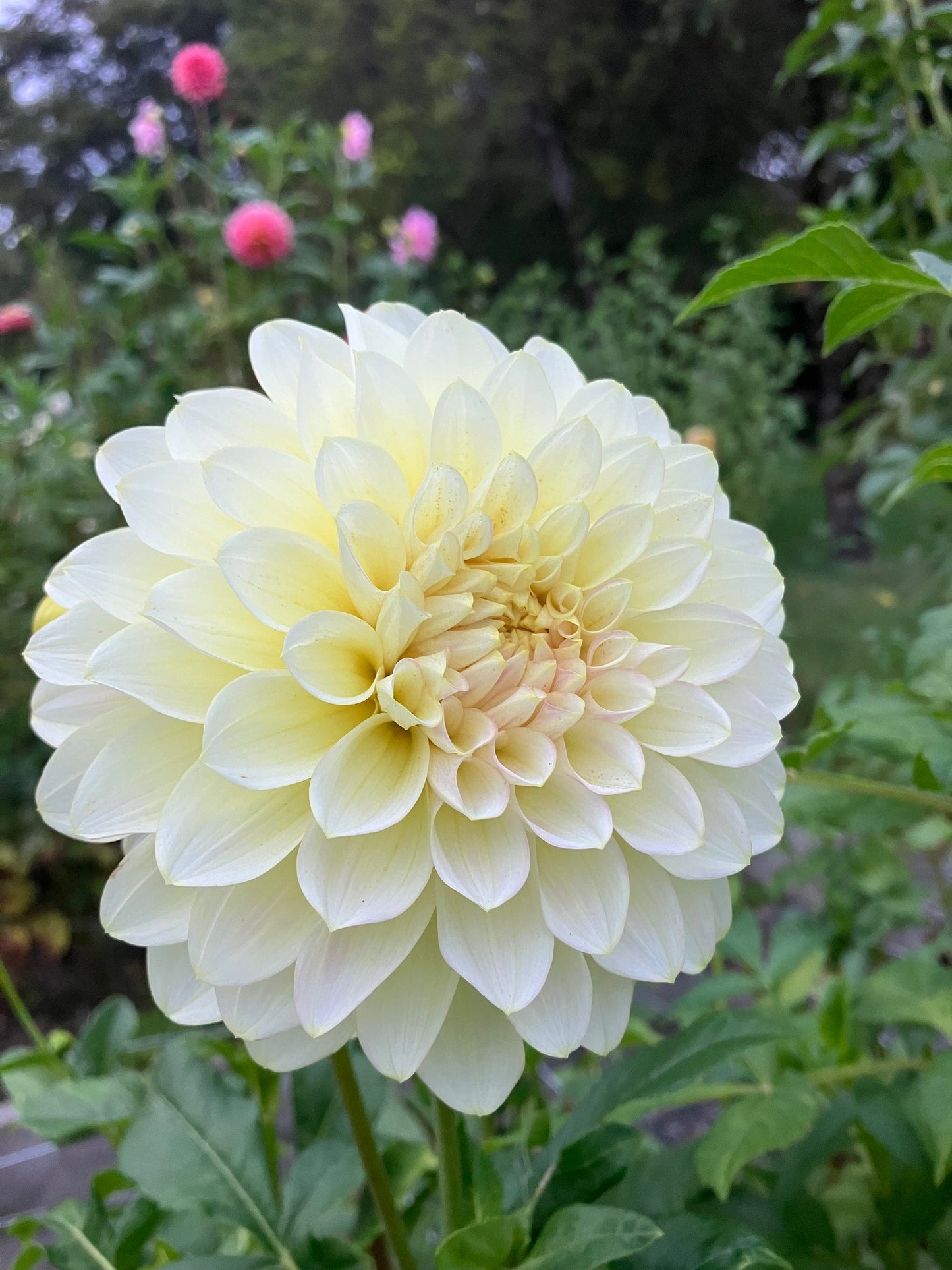 Florelie Grace dahlia tuber – Soft Lemon Yellow Dahlia with Blush Tones
