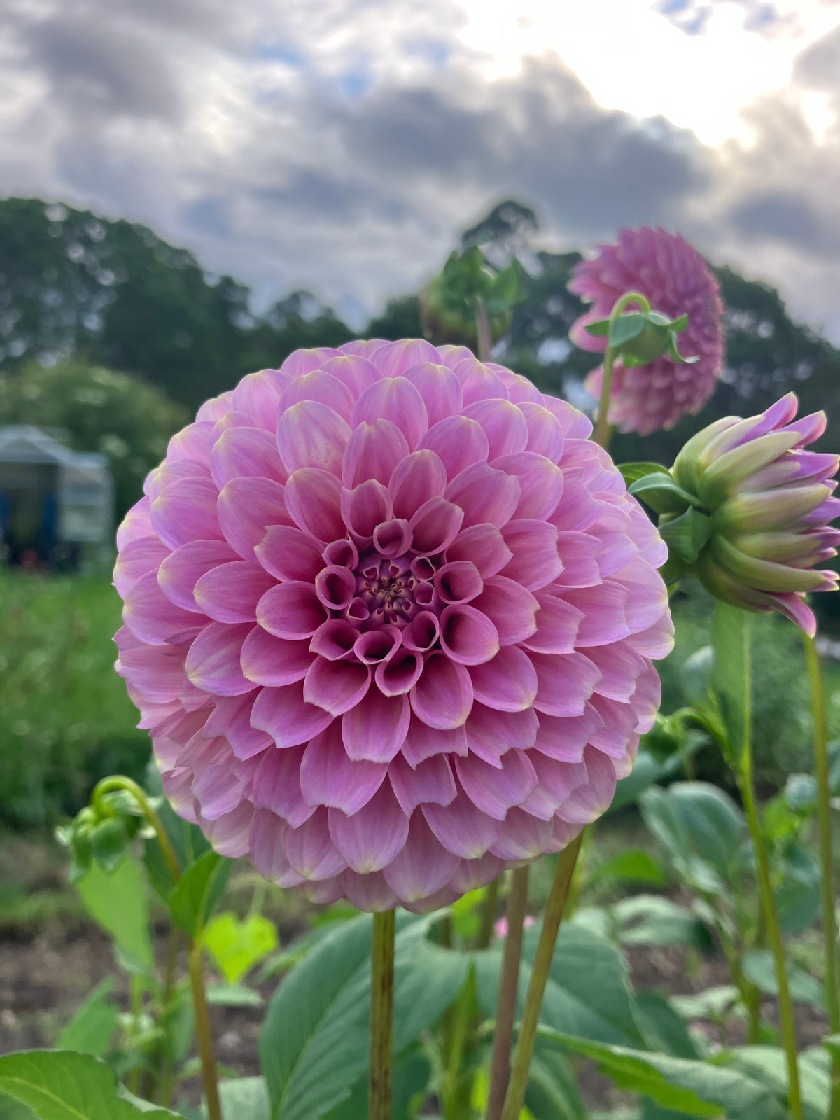 Florelie Oracle dahlia tuber