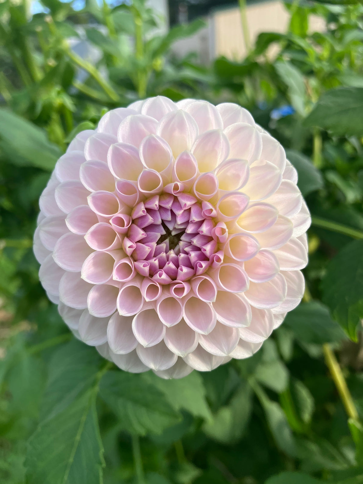 Brian's Dream dahlia tuber