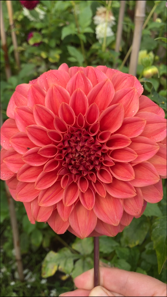 Sylvia Craig Hunter dahlia tuber – Rust and Bronze Cut Flower Favourite