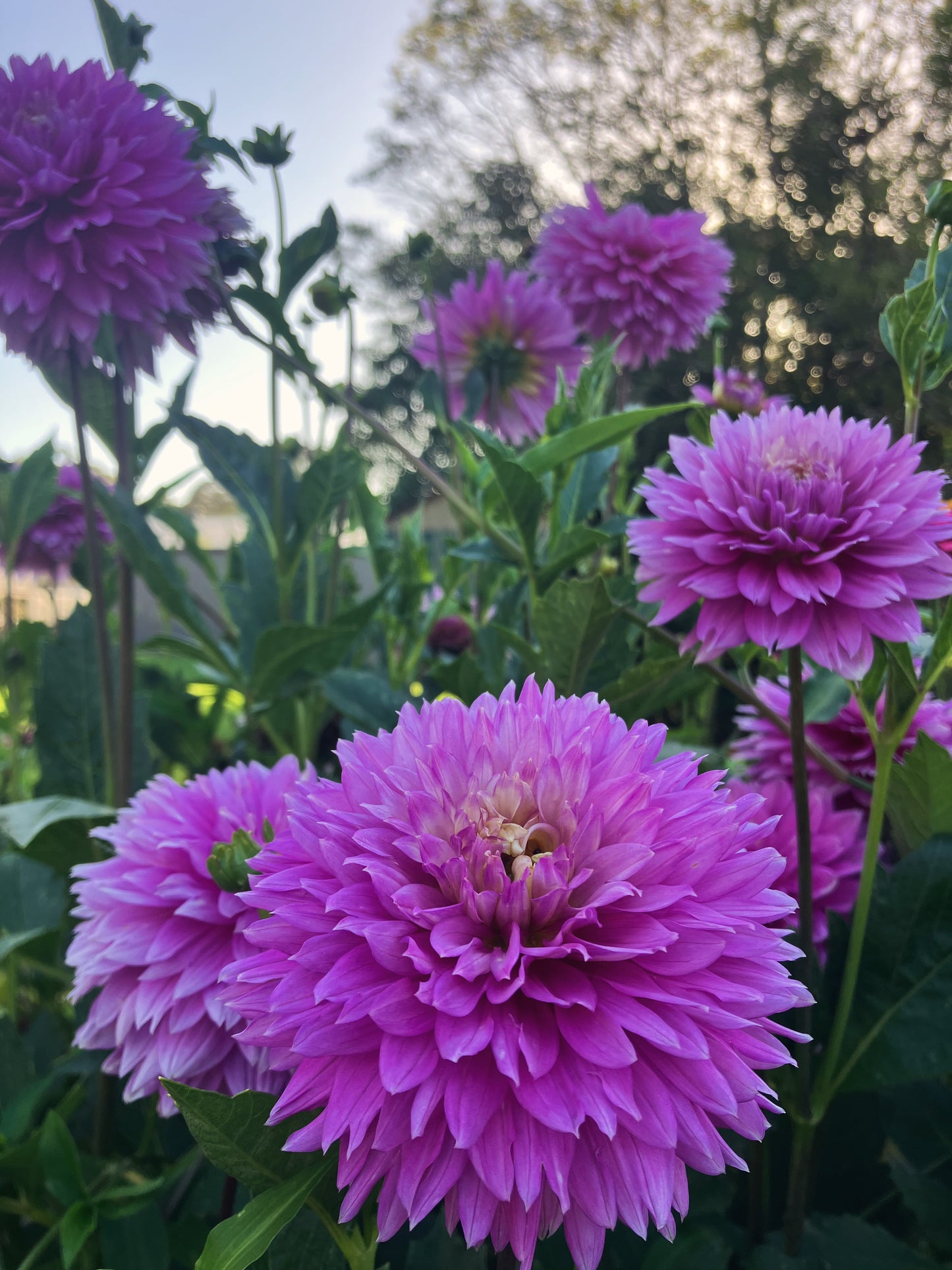 Florelie Tutu dahlia tuber