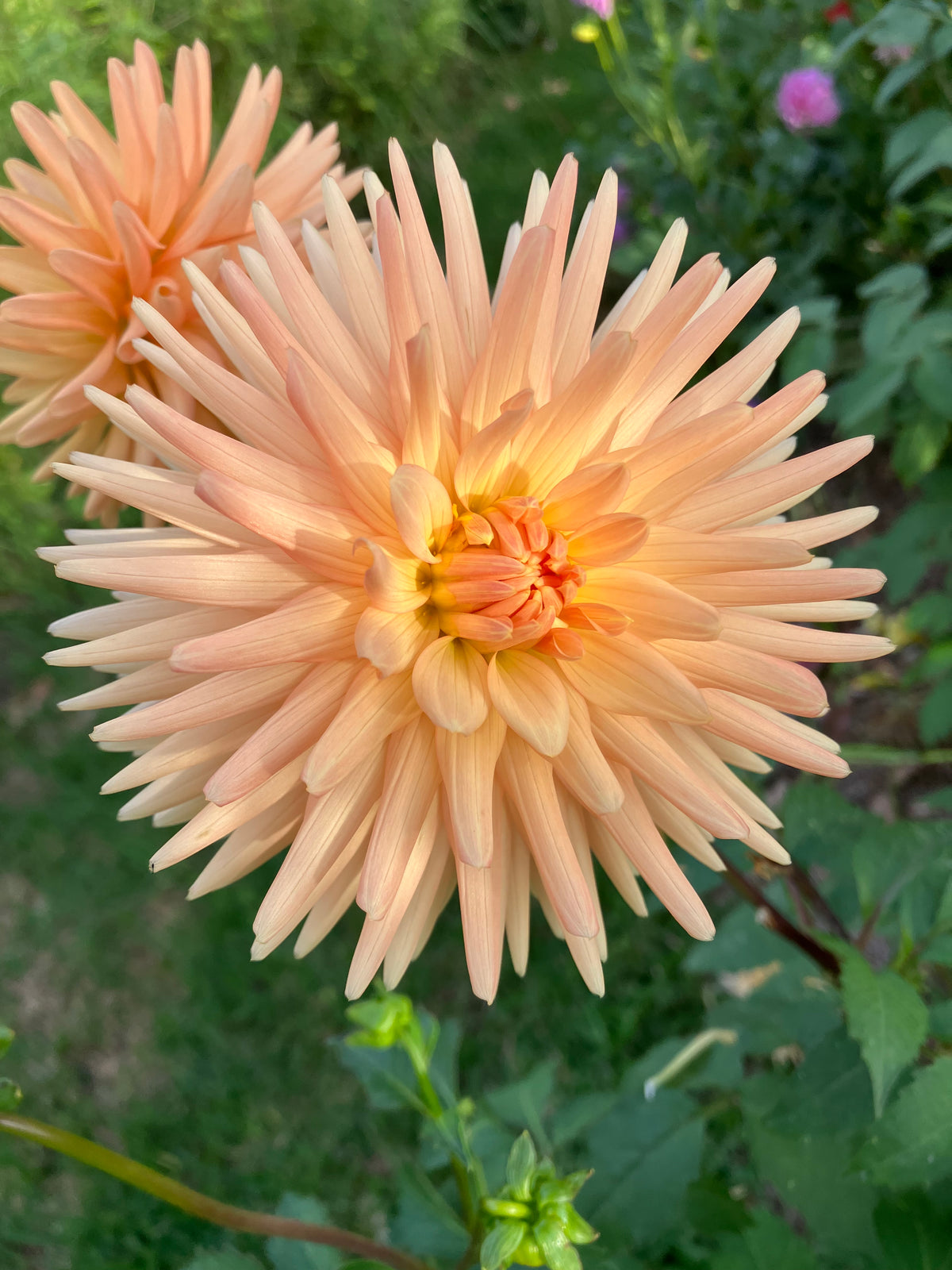Embrace dahlia tuber