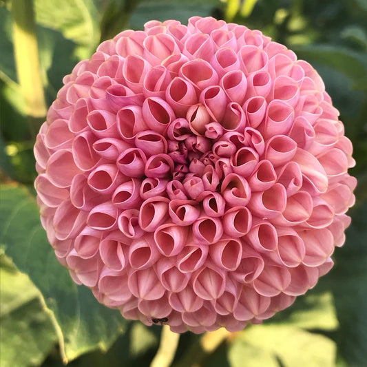Little Peaches dahlia tuber – Large Pompon Dahlia with Vibrant Pink to Peach Blooms
