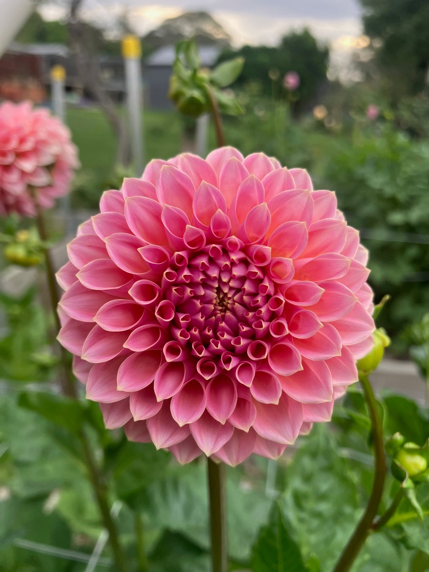 Hillier Tanunda dahlia tuber – Delicate Salmon Pink Cut Flower Dahlia