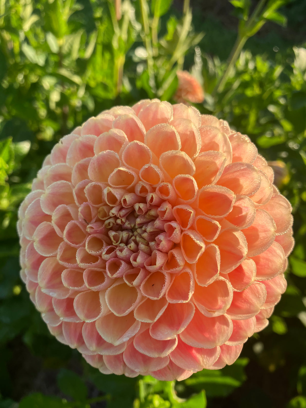 Crichton Honey dahlia tuber