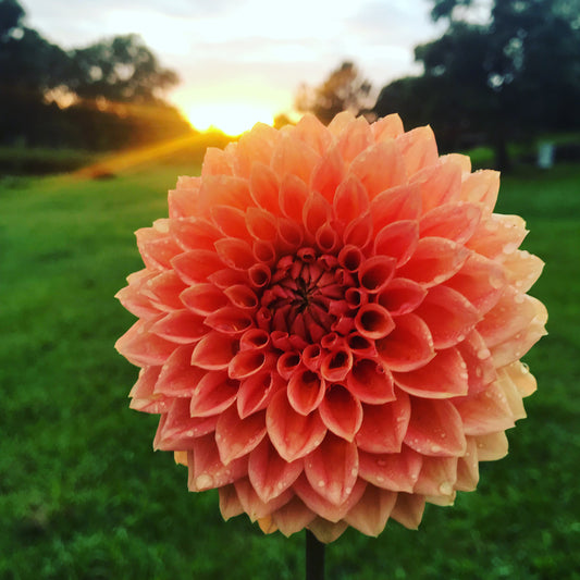 Unknown Decorative Orange Dahlia – Peachy Cut Flower Variety