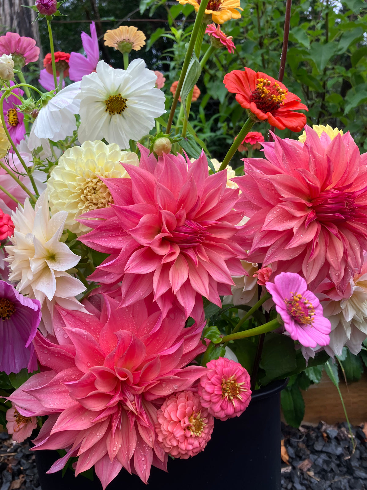 Carlos Watermelon dahlia tuber