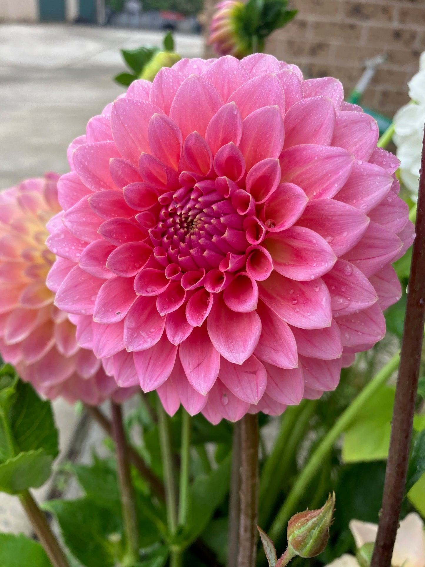 Hillier Tanunda dahlia tuber – Delicate Salmon Pink Cut Flower Dahlia