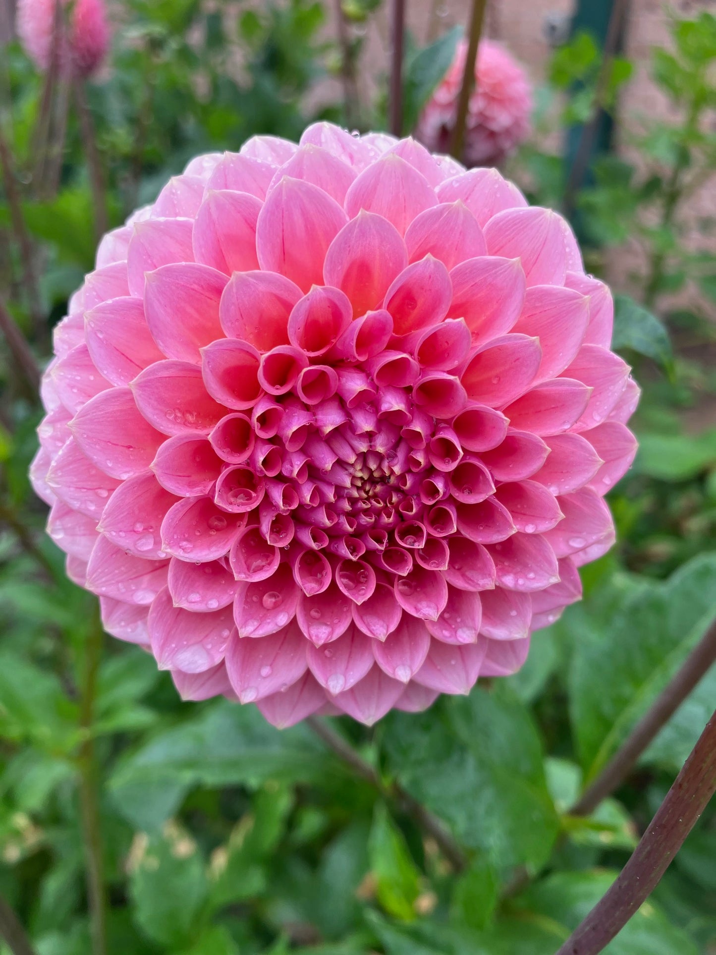 Hillier Tanunda dahlia tuber – Delicate Salmon Pink Cut Flower Dahlia