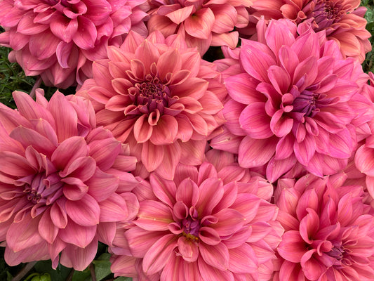 Lileah Caramel Rose dahlia tuber – Dusky Pink Dahlia with Caramel Tones