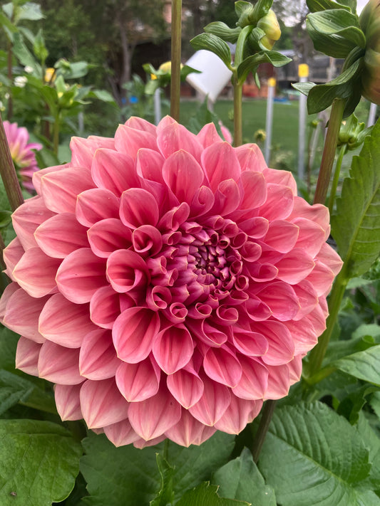 Kiara Marilyn dahlia tuber – Large Salmon Pink Dahlia with Upright Blooms