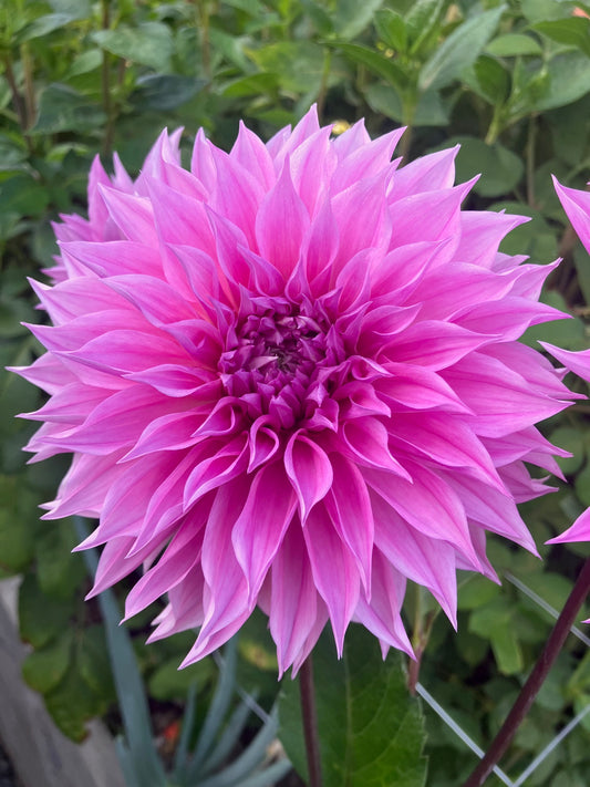 Lileah Mailman dahlia tuber – Large Frilly Pink Dahlia with Ruffled Petals