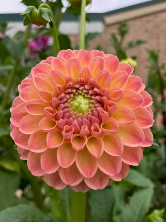 LATE dahlia tuber - Soft Peach Apricot Ball Dahlia with Pastel Tones