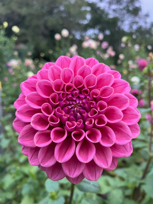 Winkie Truffle dahlia tuber – Miniature Decorative Dahlia in Dusty Salmon Pink