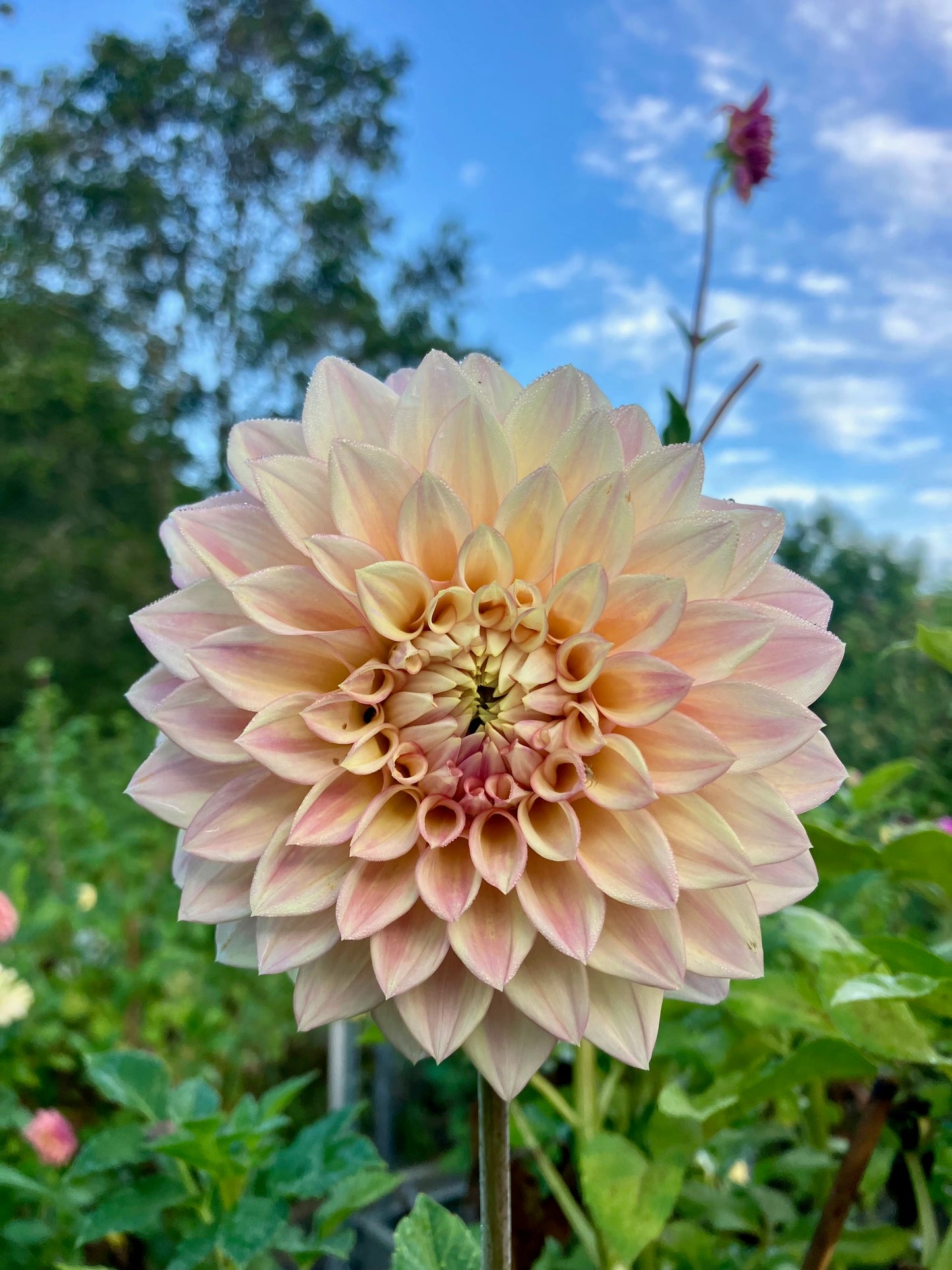 Florelie Antique dahlia tuber - Cream Blush Wedding Cut Flower Favourite