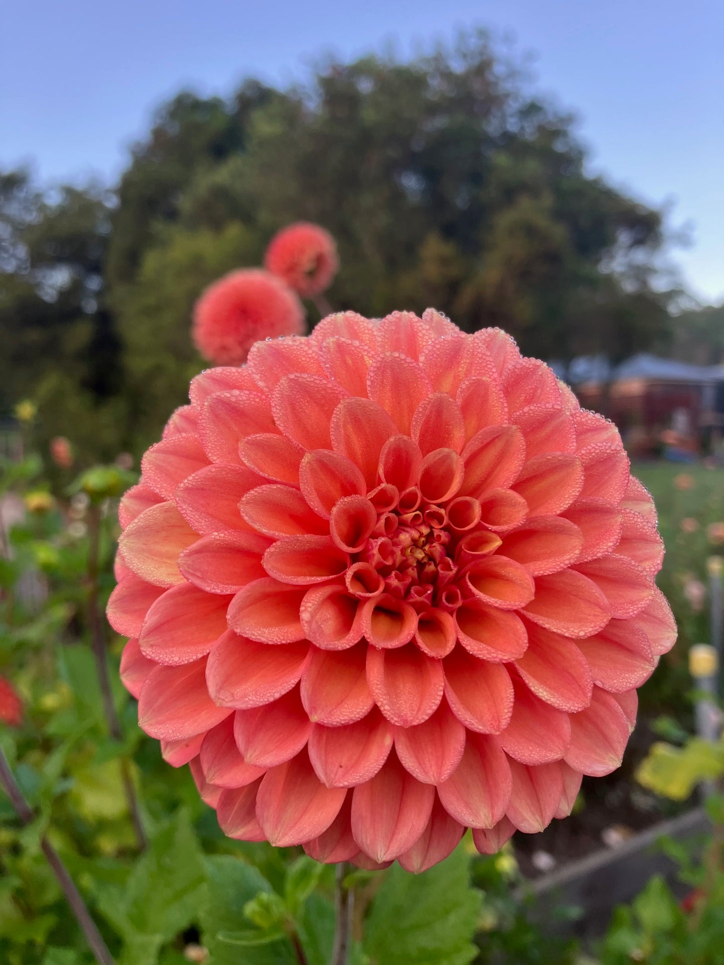 Glenmarc Renegade dahlia tuber – Tall Orange Decorative Dahlia for Cutting