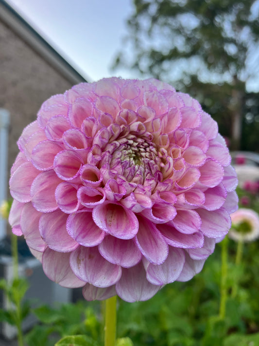 Vintage Wine dahlia tuber – Blush Pink Dahlia with Raspberry Edges and Flecks