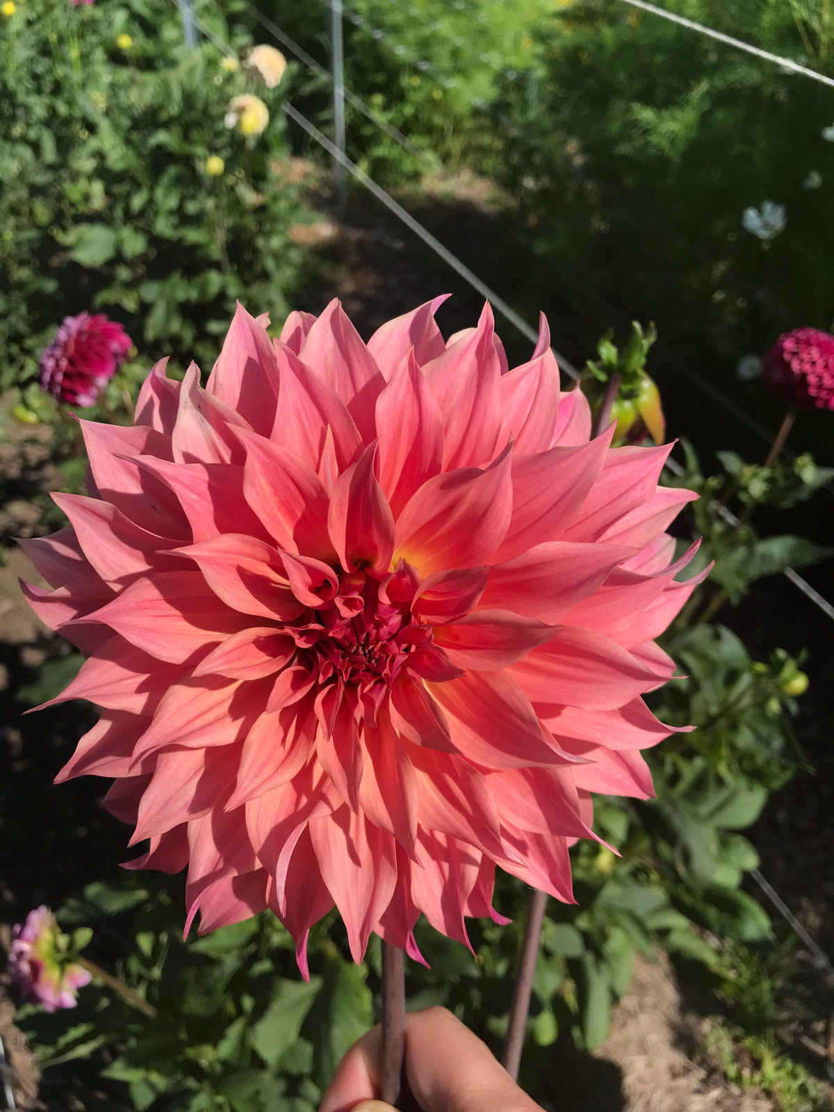 Carlos Watermelon dahlia tuber