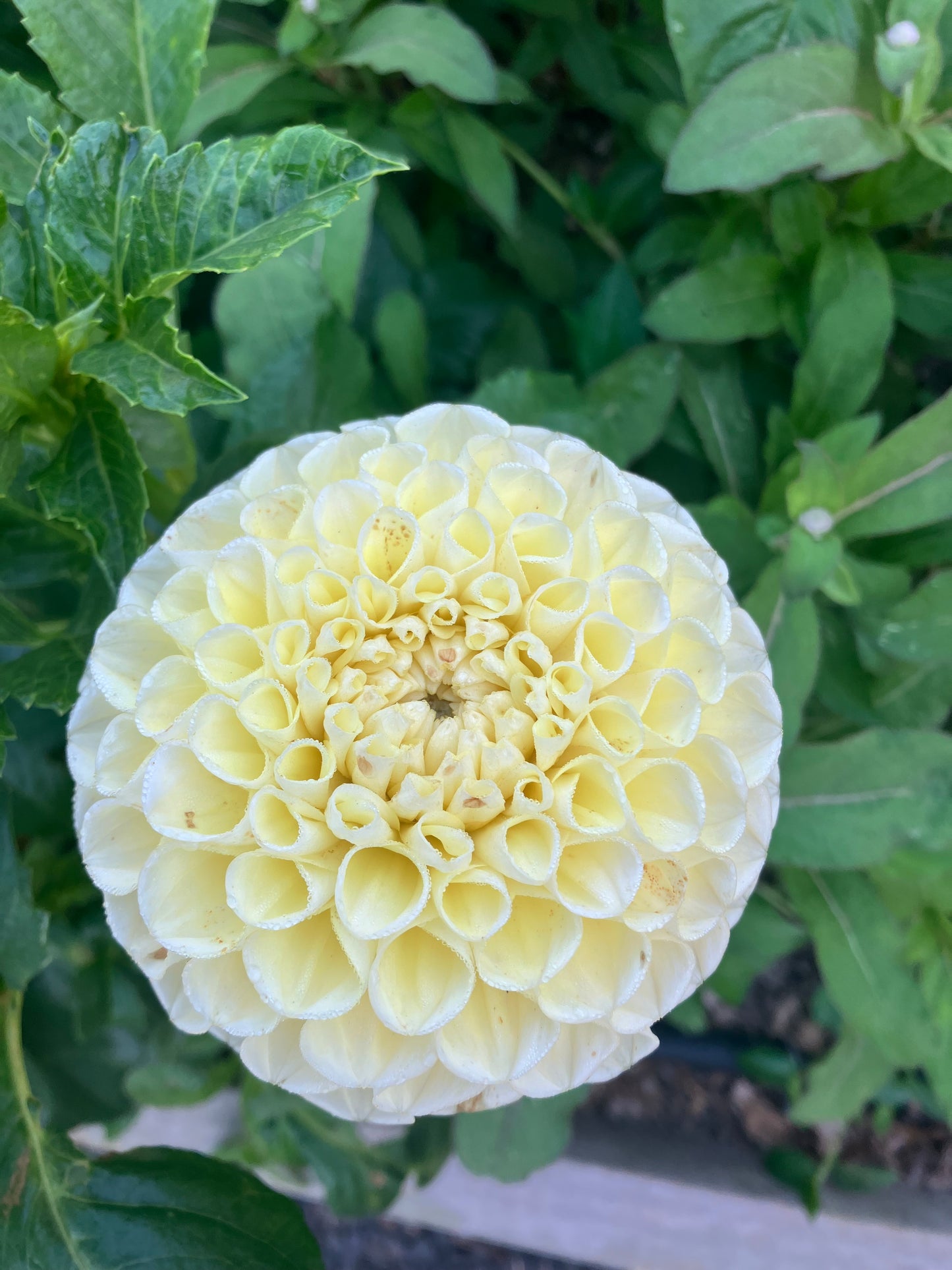 Gosia Pastello dahlia tuber