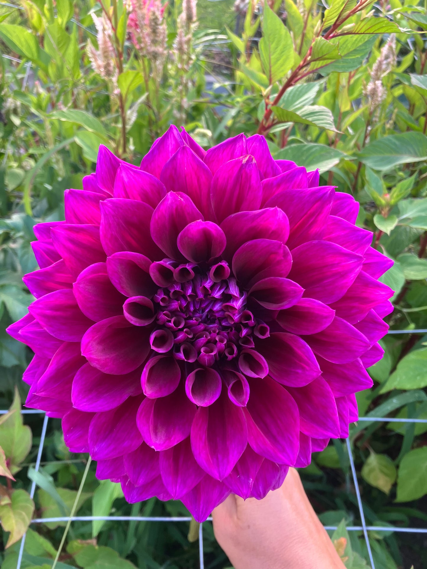 Coorabell Lonny dahlia tuber