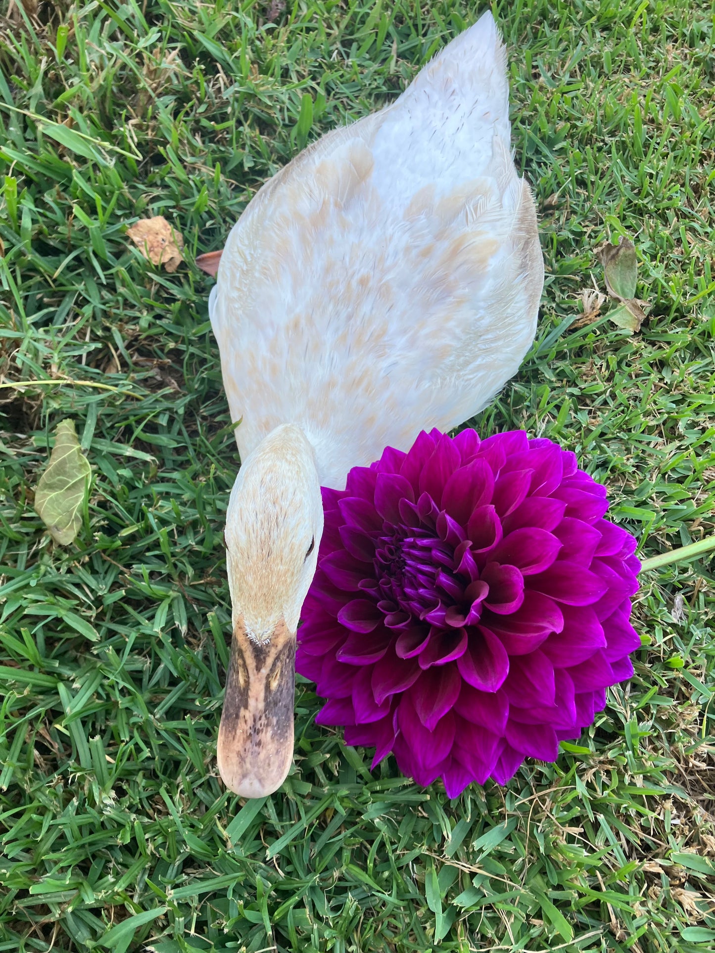Coorabell Lonny dahlia tuber