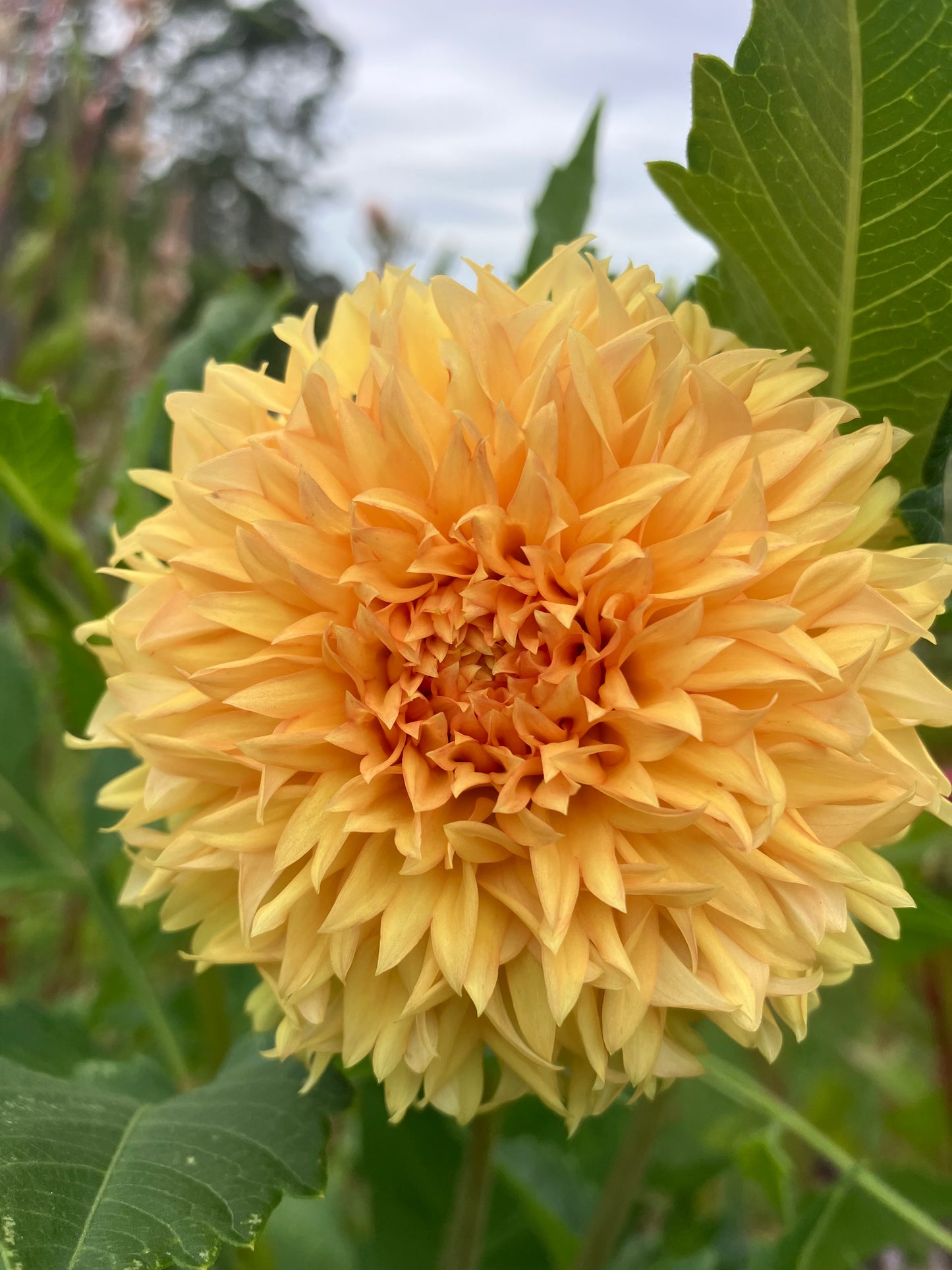 Florelie Dandelion dahlia tuber