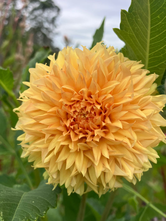 Florelie Dandelion dahlia tuber