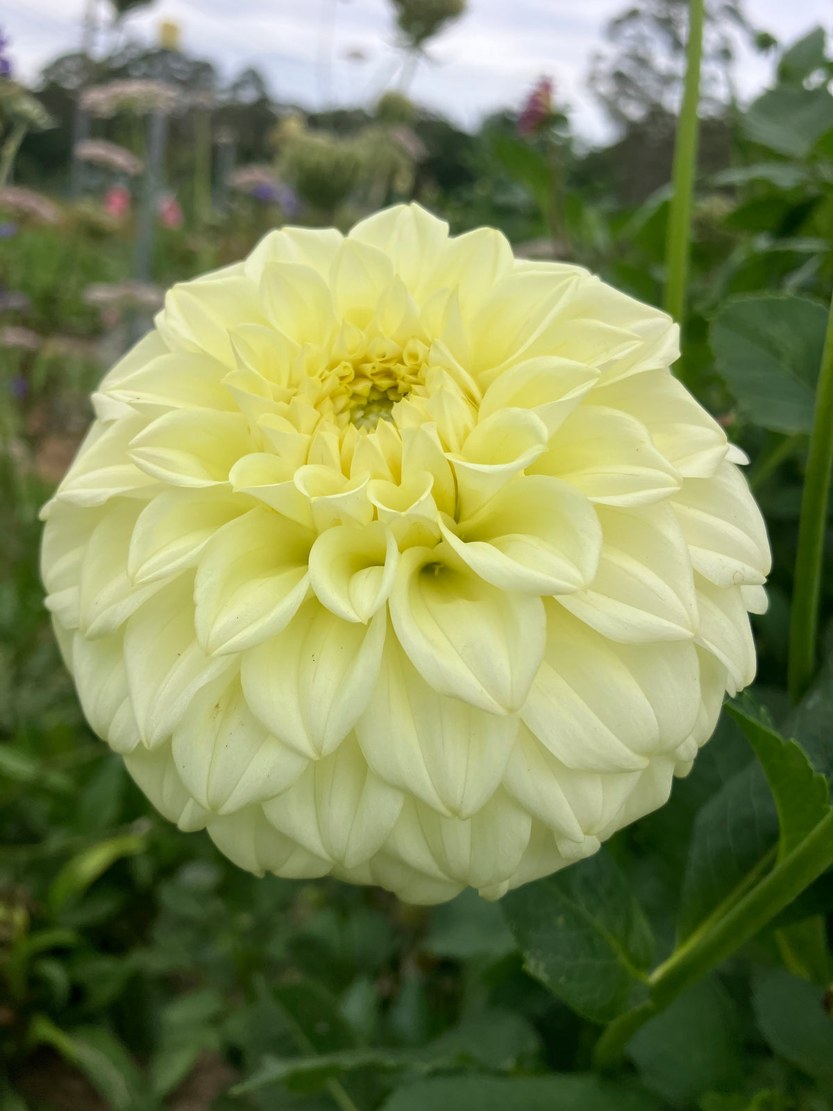 Coorabell Texas dahlia tuber