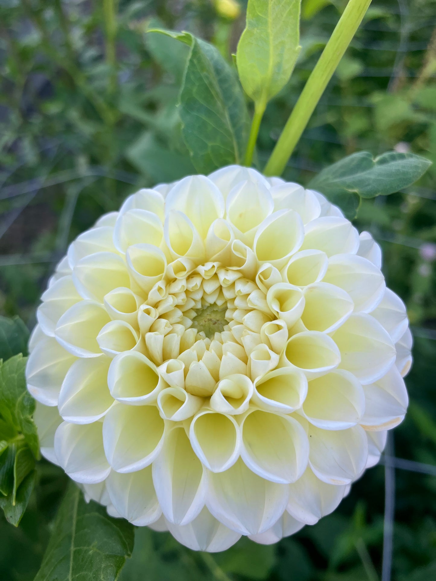 Gosia Pastello dahlia tuber