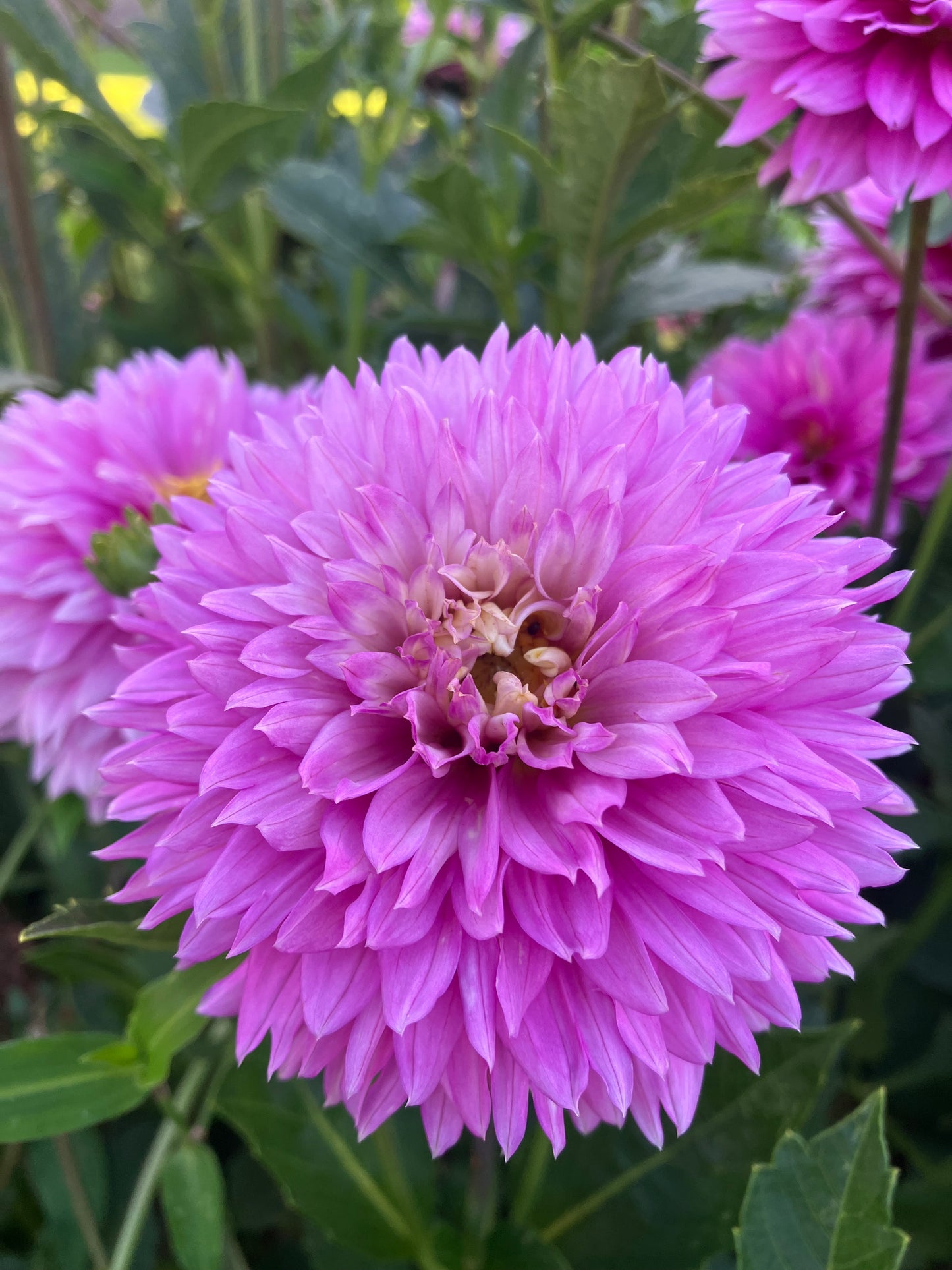 Florelie Tutu dahlia tuber