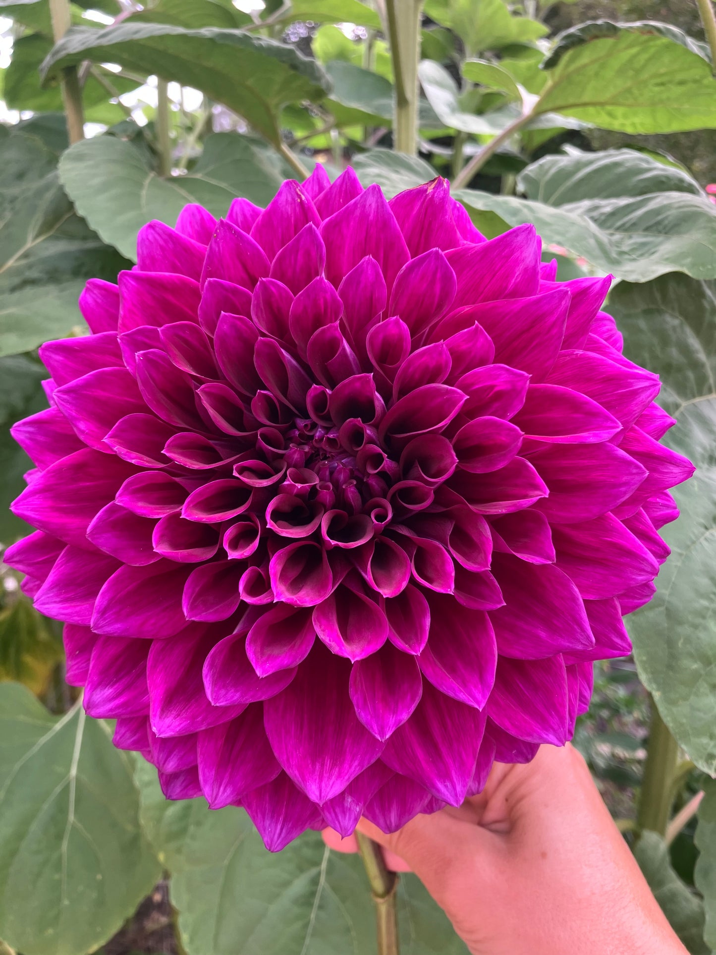 Coorabell Lonny dahlia tuber