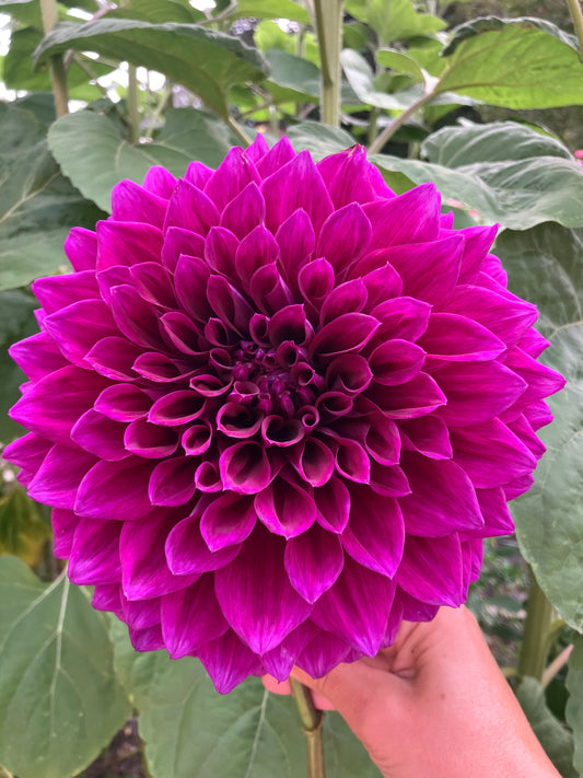 Coorabell Lonny dahlia tuber